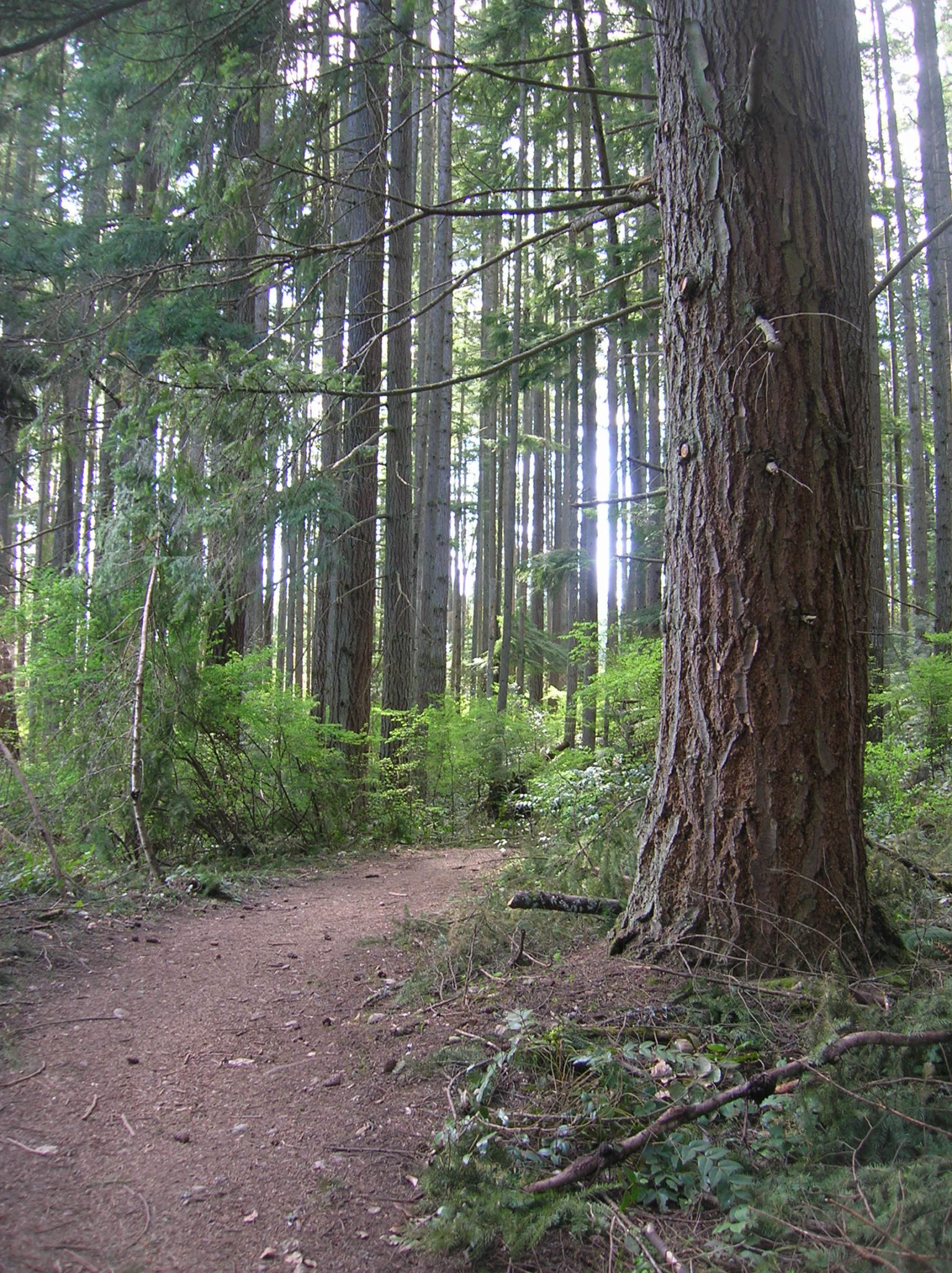 Mainline Trail—Hike through the heart of the Paradise Valley ...