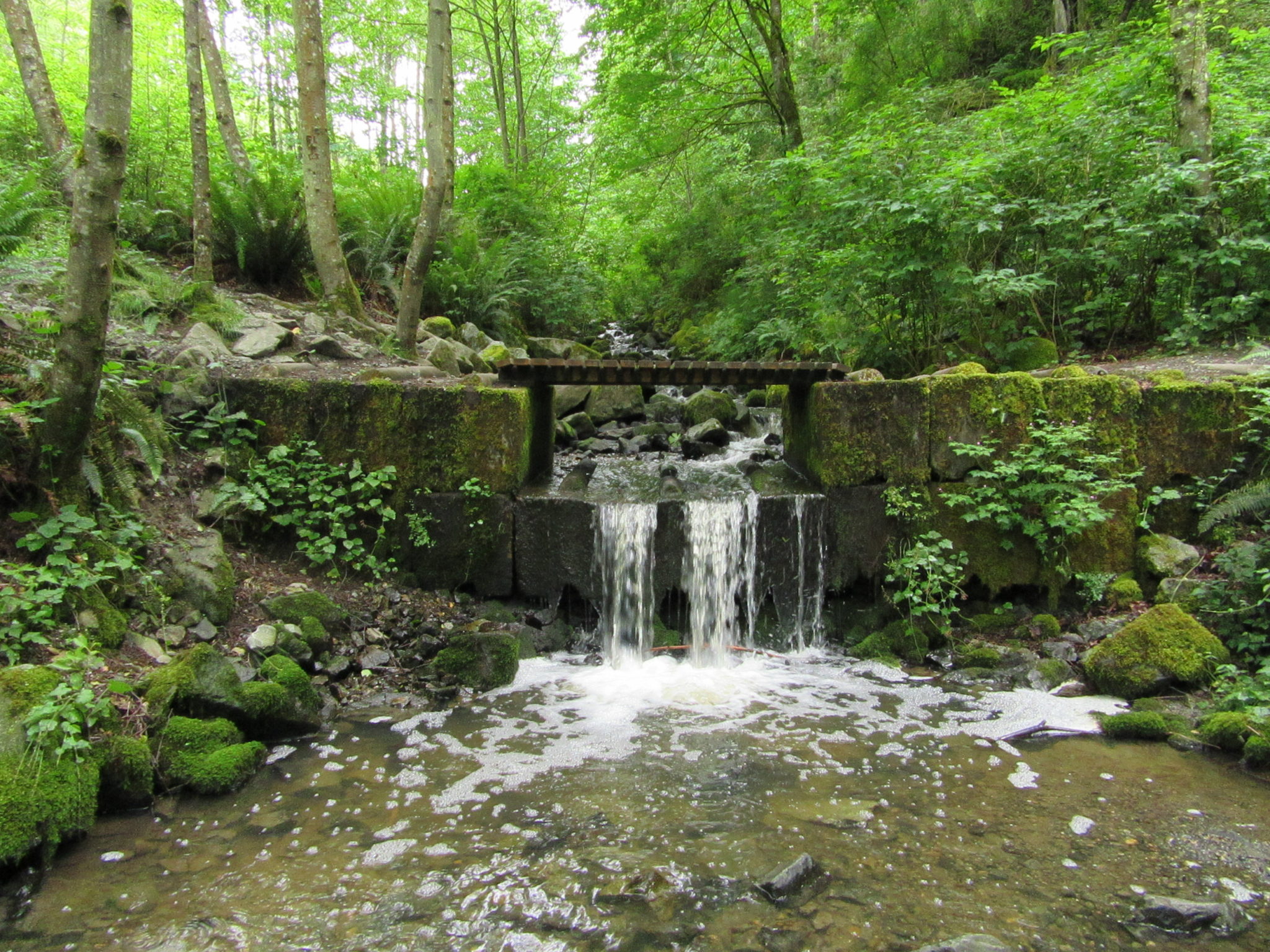 Japanese Gulch — Historic Ravine laced with trails – HIke of the Week