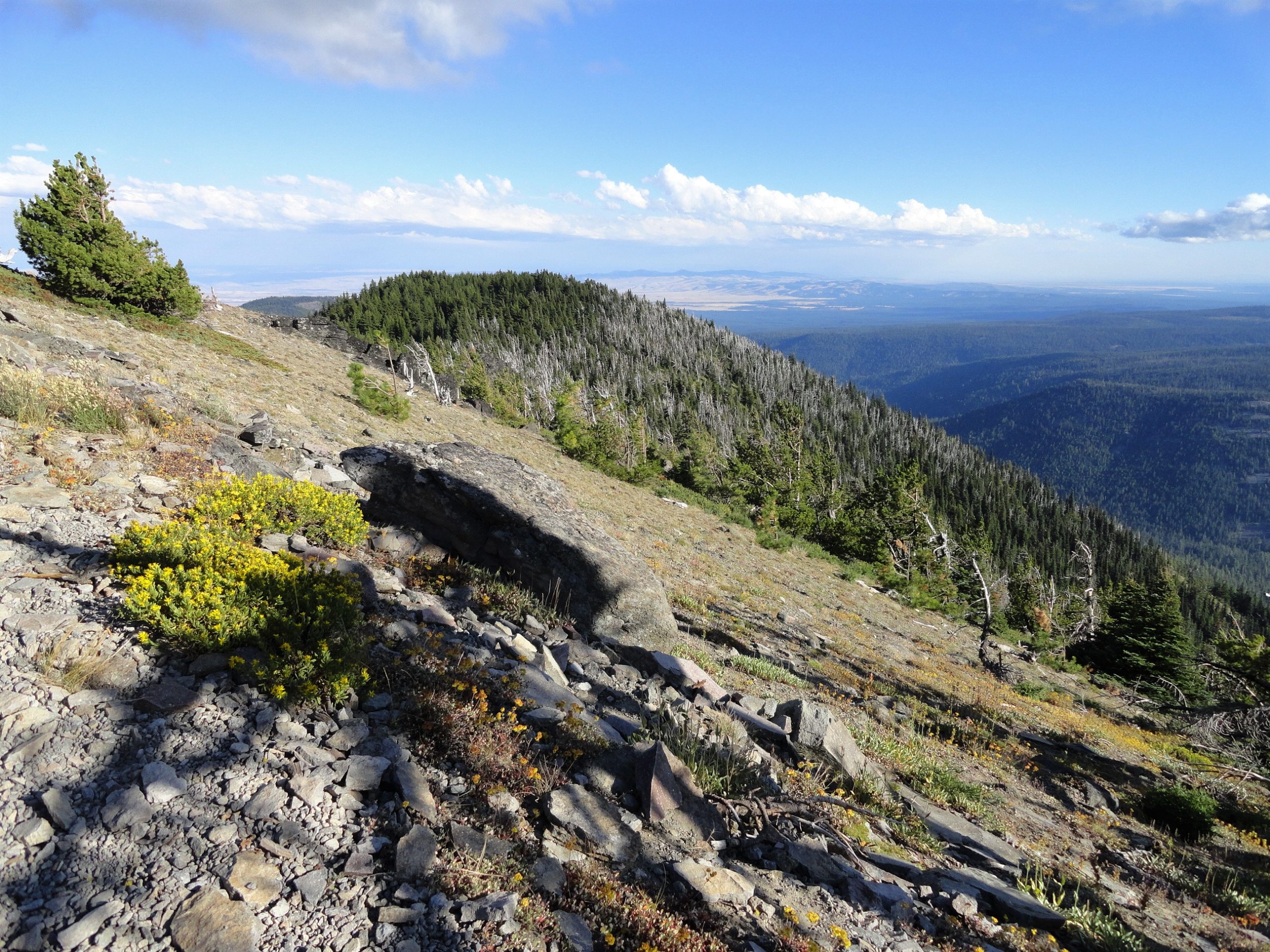 are dogs allowed in mt hood national forest